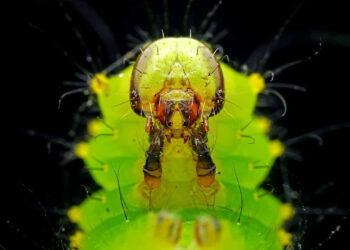 Could Caterpillar Venoms Lead to Breakthrough Treatments? - Getty Images