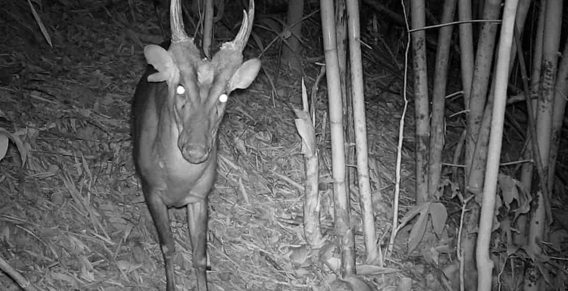 Inside Virachey: Cambodia’s Untouched Biodiversity Hotspot - Fauna & Flora/CNN Photo