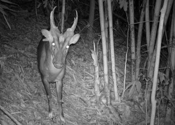 Inside Virachey: Cambodia’s Untouched Biodiversity Hotspot - Fauna & Flora/CNN Photo