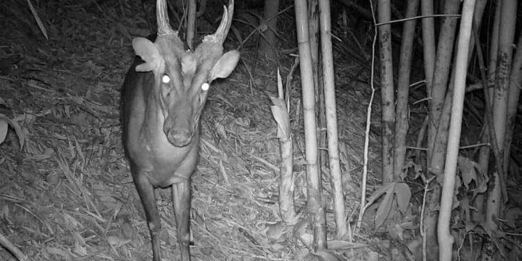 Inside Virachey: Cambodia’s Untouched Biodiversity Hotspot - Fauna & Flora/CNN Photo