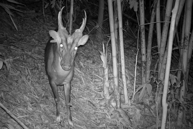 Inside Virachey: Cambodia’s Untouched Biodiversity Hotspot - Fauna & Flora/CNN Photo