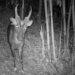 Inside Virachey: Cambodia’s Untouched Biodiversity Hotspot - Fauna & Flora/CNN Photo