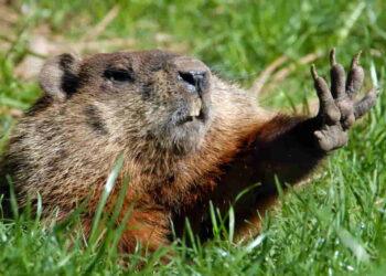 Who’s the Best Weather-Predicting Groundhog? See the Full Rankings - noaa.gov/Adobe Stock Photo