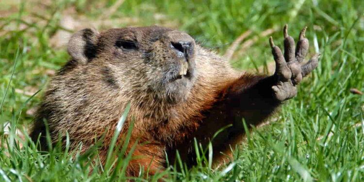 Who’s the Best Weather-Predicting Groundhog? See the Full Rankings - noaa.gov/Adobe Stock Photo