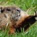Who’s the Best Weather-Predicting Groundhog? See the Full Rankings - noaa.gov/Adobe Stock Photo