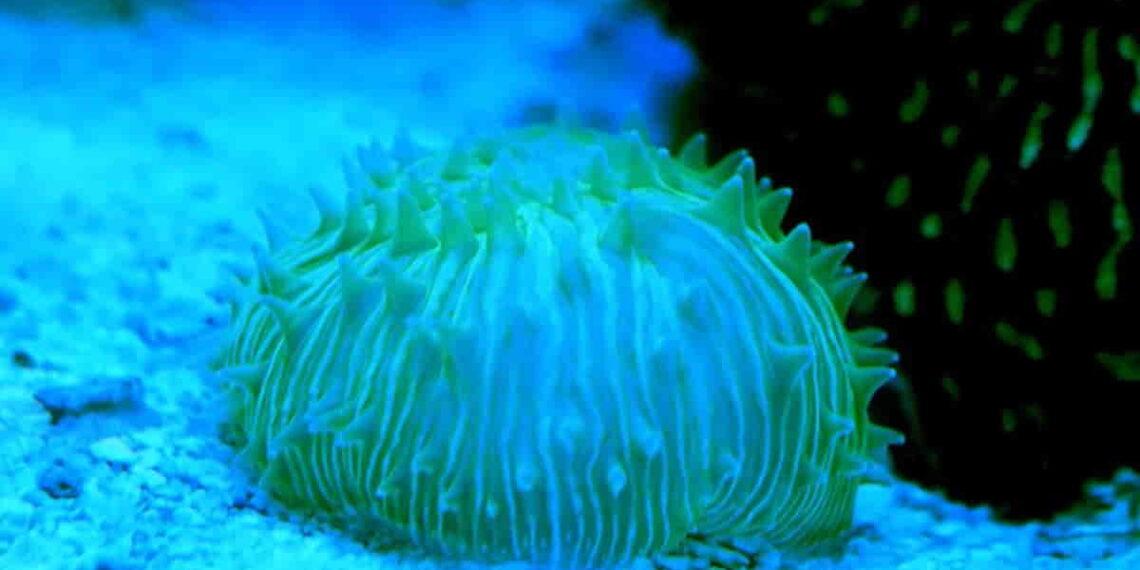 Blue Light Guides Mobile Coral in Groundbreaking Study- Brett Lewis/Queensland University of Technology via CNN