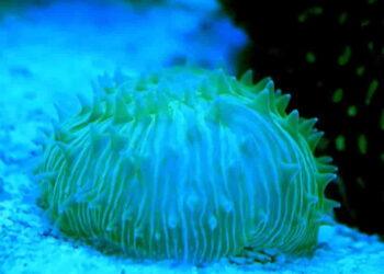 Blue Light Guides Mobile Coral in Groundbreaking Study- Brett Lewis/Queensland University of Technology via CNN