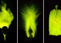 Birds-of-Paradise Have Secret Colors We Can’t See