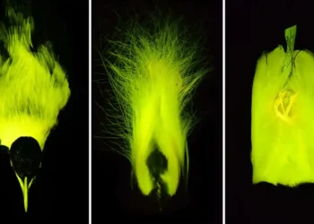 Birds-of-Paradise Have Secret Colors We Can’t See