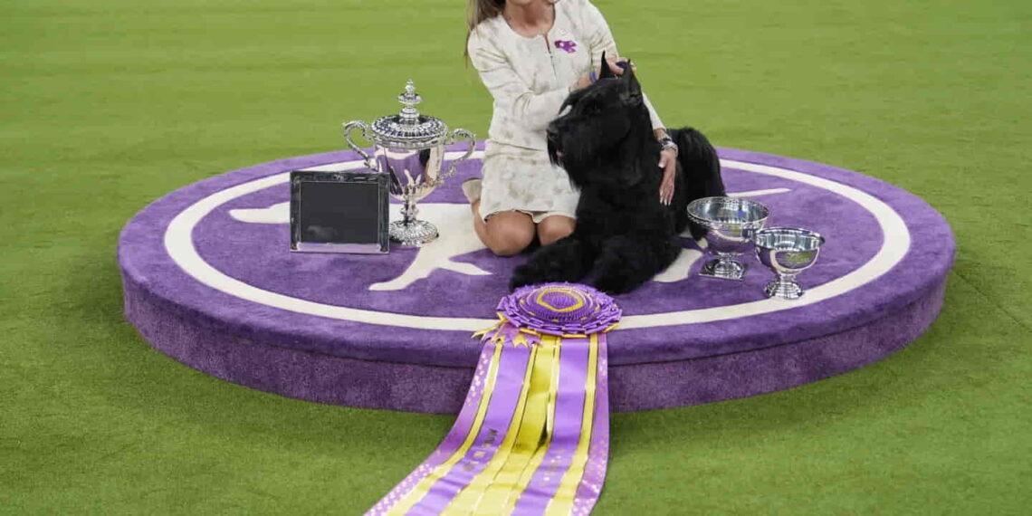 Westminster 2024: Giant Schnauzer Monty Takes Top Prize - Julia Demaree Nikhinson/AP Photo
