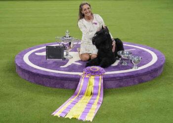 Westminster 2024: Giant Schnauzer Monty Takes Top Prize - Julia Demaree Nikhinson/AP Photo