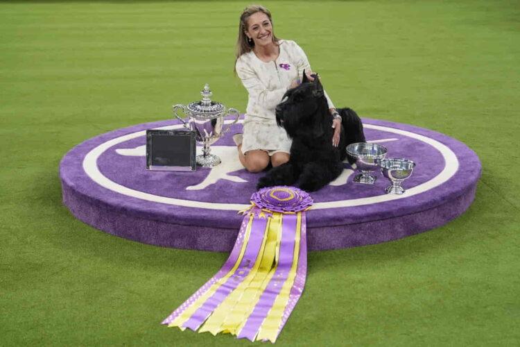 Westminster 2024: Giant Schnauzer Monty Takes Top Prize - Julia Demaree Nikhinson/AP Photo
