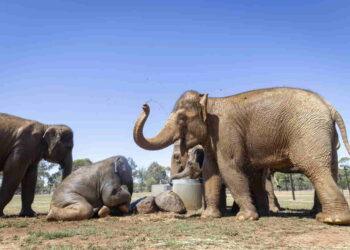 Elephants Trumpet with Joy After 40km Journey to a Bigger Home - Jo Howell/Zoos Victoria via AP Photo