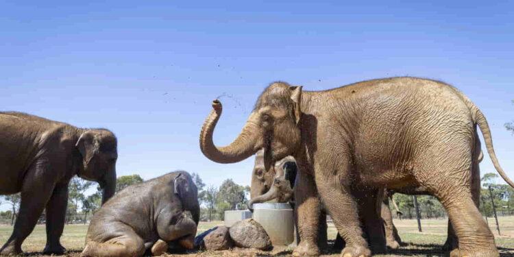 Elephants Trumpet with Joy After 40km Journey to a Bigger Home - Jo Howell/Zoos Victoria via AP Photo