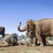 Elephants Trumpet with Joy After 40km Journey to a Bigger Home - Jo Howell/Zoos Victoria via AP Photo