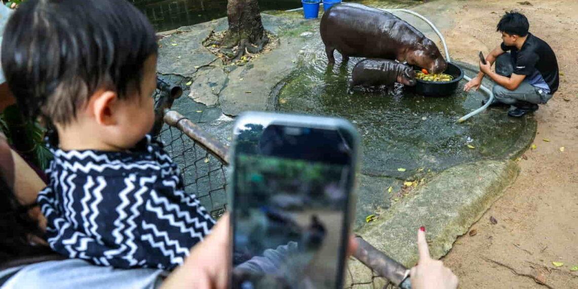 More Than Just Cute: How Baby Animals Drive Zoo Profits and Popularity - Athit Perawongmetha/Reuters