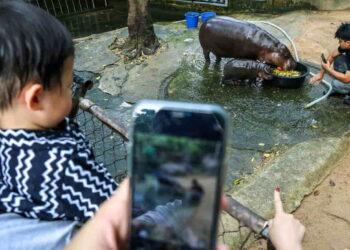 More Than Just Cute: How Baby Animals Drive Zoo Profits and Popularity - Athit Perawongmetha/Reuters