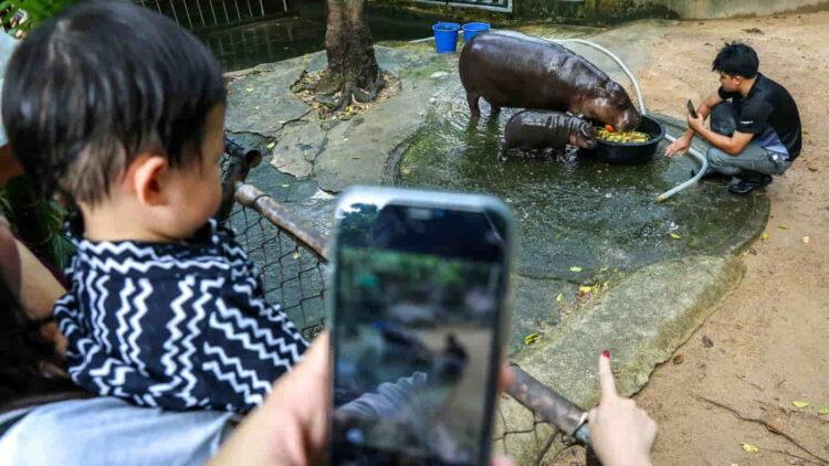 More Than Just Cute: How Baby Animals Drive Zoo Profits and Popularity - Athit Perawongmetha/Reuters