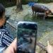 More Than Just Cute: How Baby Animals Drive Zoo Profits and Popularity - Athit Perawongmetha/Reuters