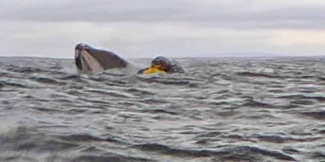 Whale Encounter Gone Wrong: Kayaker Briefly Trapped in Giant’s Mouth - Photo credit to CNN Video/Grabbed