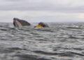 Whale Encounter Gone Wrong: Kayaker Briefly Trapped in Giant’s Mouth - Photo credit to CNN Video/Grabbed