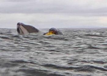 Whale Encounter Gone Wrong: Kayaker Briefly Trapped in Giant’s Mouth - Photo credit to CNN Video/Grabbed