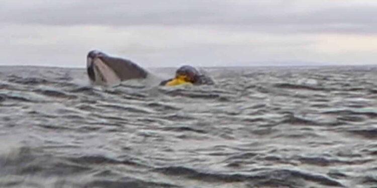 Whale Encounter Gone Wrong: Kayaker Briefly Trapped in Giant’s Mouth - Photo credit to CNN Video/Grabbed