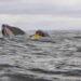 Whale Encounter Gone Wrong: Kayaker Briefly Trapped in Giant’s Mouth - Photo credit to CNN Video/Grabbed