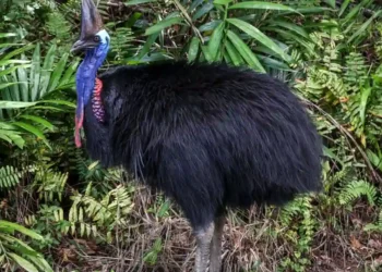 Cassowaries: Beautiful, Mysterious, and Dangerous - David Gray/AFP/Getty Images