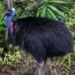 Cassowaries: Beautiful, Mysterious, and Dangerous - David Gray/AFP/Getty Images