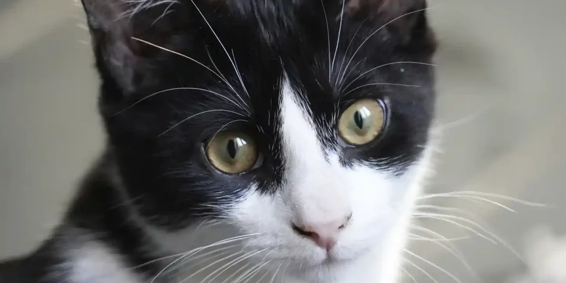 Pet Grief is Real: Here’s How to Help Someone Through It - John Leicester/AP Photo