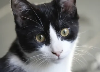 Pet Grief is Real: Here’s How to Help Someone Through It - John Leicester/AP Photo