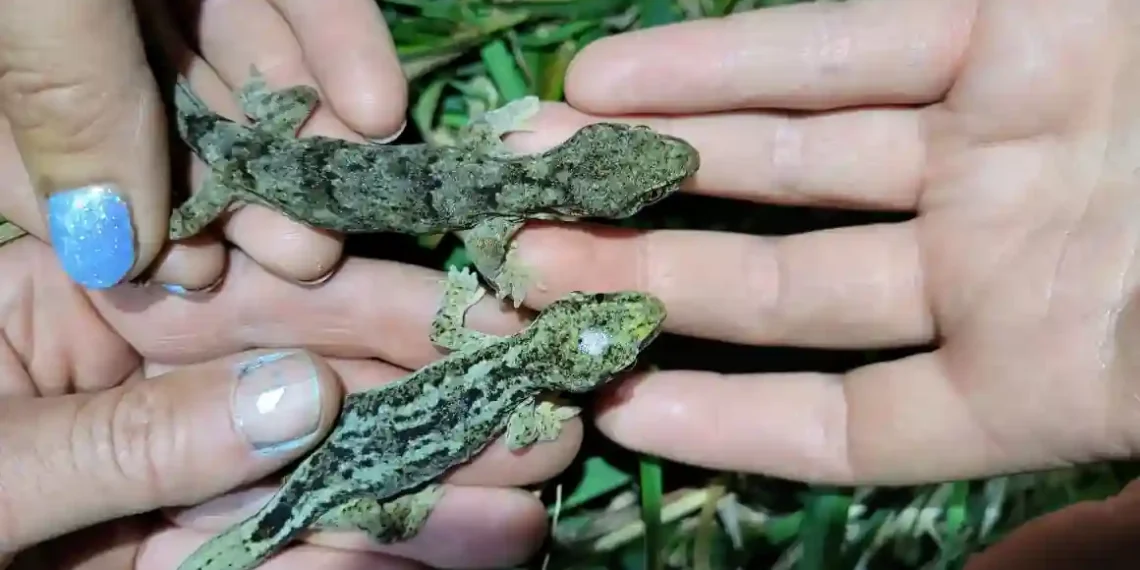 How Two Tiny Geckos Became the Oldest on Record - Department of Conservation NZ via CNN
