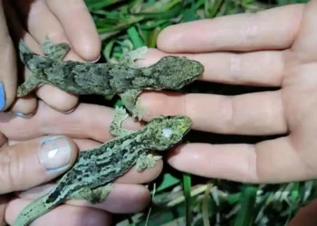 How Two Tiny Geckos Became the Oldest on Record - Department of Conservation NZ via CNN