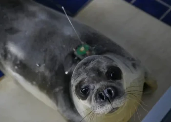 Panagis the Monk Seal Nears Release After Successful Rehabilitation - Thanassis Stavrakis/AP Photo