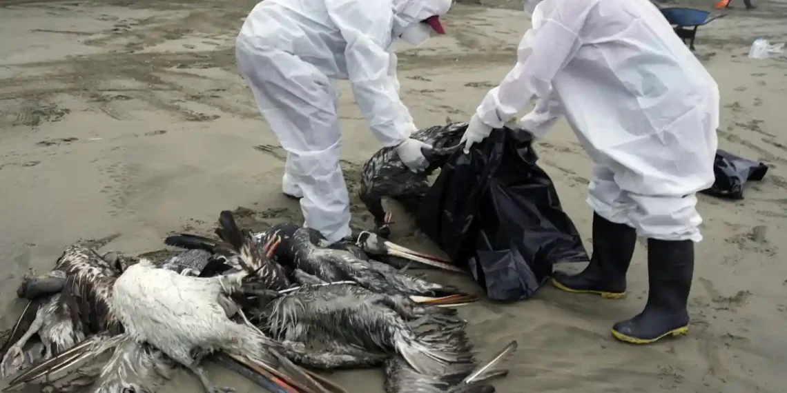 Bird Flu and Wild Birds: Risks, Symptoms, and Safety Tips - Guadalupe Pardo/AP, File