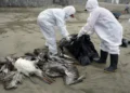 Bird Flu and Wild Birds: Risks, Symptoms, and Safety Tips - Guadalupe Pardo/AP, File