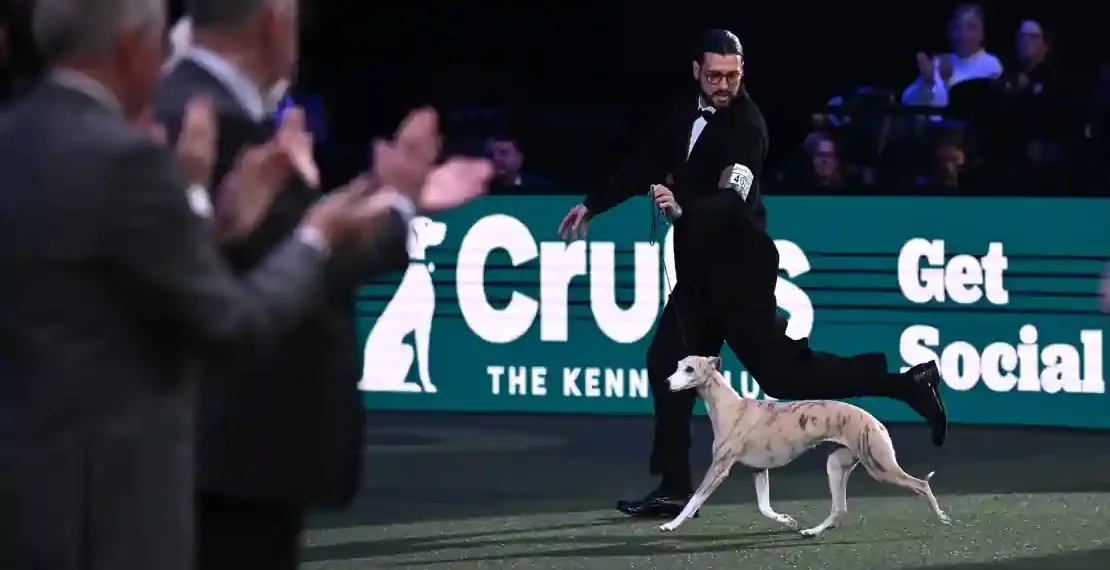 Miuccia Becomes First Italian Dog to Win Crufts Best in Show - Anthony Devlin/Getty Images
