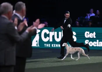 Miuccia Becomes First Italian Dog to Win Crufts Best in Show - Anthony Devlin/Getty Images