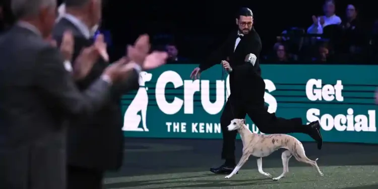 Miuccia Becomes First Italian Dog to Win Crufts Best in Show - Anthony Devlin/Getty Images