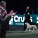 Miuccia Becomes First Italian Dog to Win Crufts Best in Show - Anthony Devlin/Getty Images