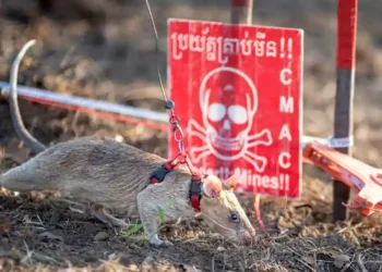 Ronin the Rat Sets a New World Record for Detecting Landmines - Handout/AFP/APOPO/Getty Images via CNN