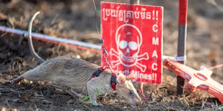 Ronin the Rat Sets a New World Record for Detecting Landmines - Handout/AFP/APOPO/Getty Images via CNN