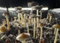 Rising Psilocybin Use Leads to More Poison Control Calls, Study Finds