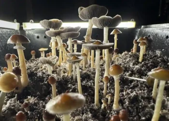Rising Psilocybin Use Leads to More Poison Control Calls, Study Finds