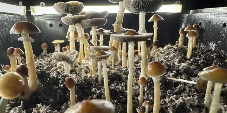 Rising Psilocybin Use Leads to More Poison Control Calls, Study Finds