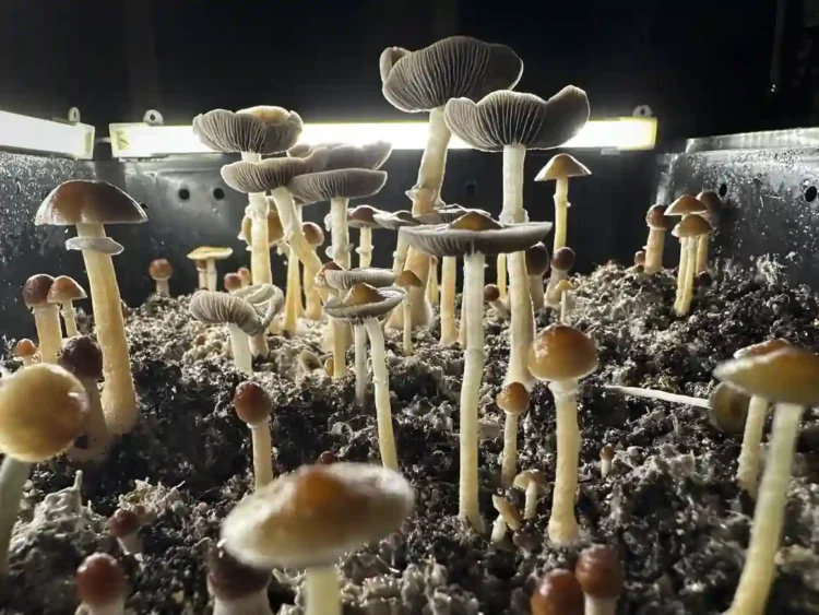 Rising Psilocybin Use Leads to More Poison Control Calls, Study Finds