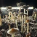 Rising Psilocybin Use Leads to More Poison Control Calls, Study Finds