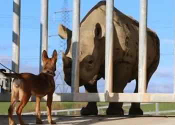 From Wales to Africa: How Puppies Are Tracking Down Poachers - image credit to CNN Newsource