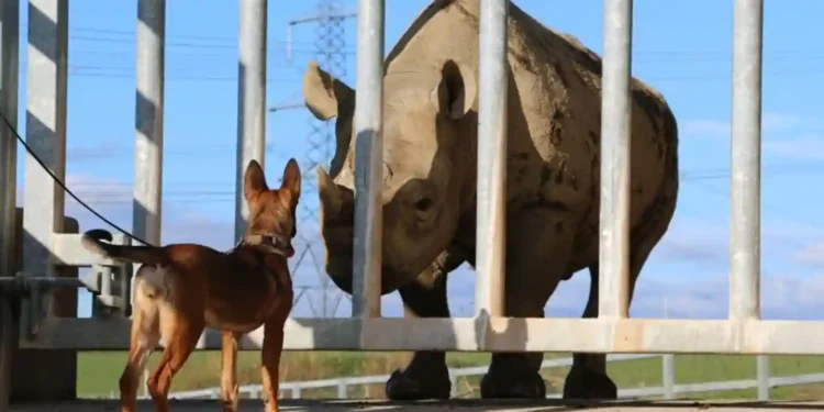 From Wales to Africa: How Puppies Are Tracking Down Poachers - image credit to CNN Newsource